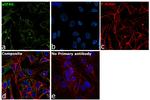 eIF4G Polyclonal Antibody