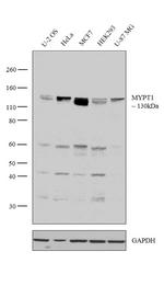 MYPT1 Polyclonal Antibody