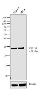 RPL13A Polyclonal Antibody