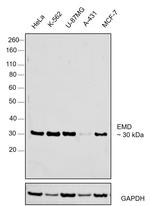 Emerin Polyclonal Antibody