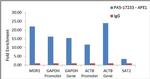 APE1 Antibody in ChIP Assay (ChIP)