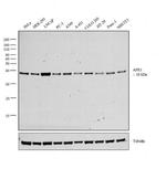 APE1 Antibody in Western Blot (WB)