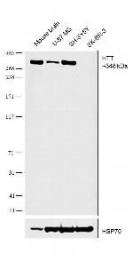 Huntingtin Polyclonal Antibody