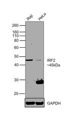 IRF2 Polyclonal Antibody