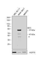 IRF5 Antibody in Western Blot (WB)