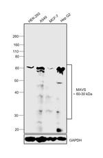MAVS Antibody in Western Blot (WB)