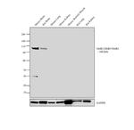 GluR2/GluR3/GluR4 Polyclonal Antibody