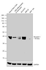 MSI1 Antibody