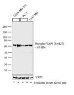 Phospho-YAP1 (Ser127) Polyclonal Antibody