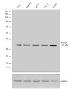 RACK1 Antibody in Western Blot (WB)