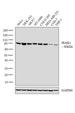 IRAK1 Polyclonal Antibody