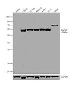 Calpain 2 Polyclonal Antibody