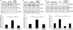 Phospho-MARK1/MARK2/MARK3 (Thr215, Thr208, Thr234) Antibody in Western Blot (WB)