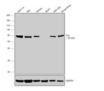 Fyn Polyclonal Antibody