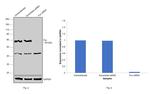 Fyn Antibody in Western Blot (WB)
