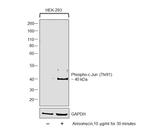 Phospho-c-Jun (Thr91) Antibody in Western Blot (WB)