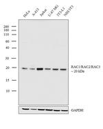 RAC1/RAC2/RAC3 Polyclonal Antibody