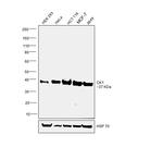 CK1 alpha Polyclonal Antibody