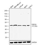 GSK3 alpha Polyclonal Antibody