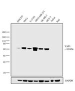 YAP1 Polyclonal Antibody