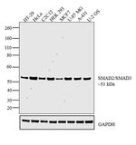 SMAD2/SMAD3 Polyclonal Antibody