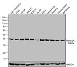 PKA alpha Antibody in Western Blot (WB)