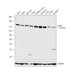 GTF2I Antibody in Western Blot (WB)
