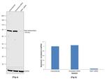 RSK1/RSK2/RSK3 Antibody in Western Blot (WB)