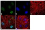 Histone H3 Antibody in Immunocytochemistry (ICC/IF)