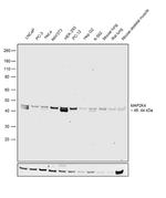 MAP2K4 Polyclonal Antibody