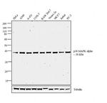 p38 MAPK alpha Polyclonal Antibody