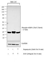 Phospho-4EBP1 (Thr37, Thr46) Polyclonal Antibody