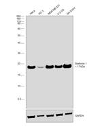 Stathmin 1 Antibody in Western Blot (WB)