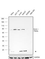 Ezrin Polyclonal Antibody