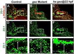 Phospho-Paxillin (Tyr118) Antibody in Immunohistochemistry (IHC)