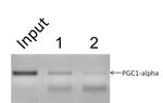 H3K9ac Antibody in ChIP Assay (ChIP)