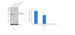 p70 S6 Kinase Antibody