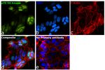 p70 S6 Kinase Antibody in Immunocytochemistry (ICC/IF)