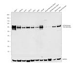 p70 S6 Kinase Antibody in Western Blot (WB)