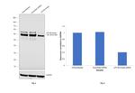 p70 S6 Kinase Antibody