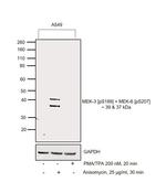 Phospho-MEK3/MEK6 (Ser189, Ser207) Polyclonal Antibody