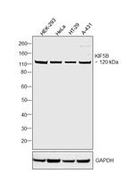Kinesin 5B Polyclonal Antibody