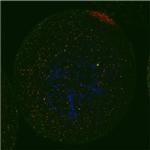 eIF4ENIF1 Polyclonal Antibody