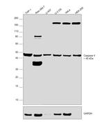 Caspase 4 Antibody in Western Blot (WB)