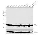 TPI1 Antibody in Western Blot (WB)