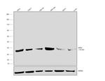 NPM1 Polyclonal Antibody