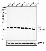 HP1 beta Antibody in Western Blot (WB)