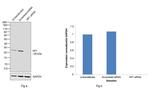 HP1 beta Antibody in Western Blot (WB)