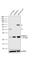PGRMC1 Antibody in Western Blot (WB)