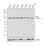 Ku80 Antibody in Western Blot (WB)